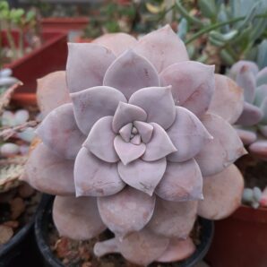 Graptopetalum Superbum