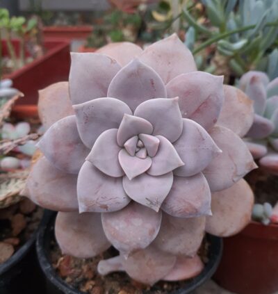 Graptopetalum Superbum
