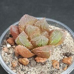 Haworthia cv. Mirror Ball
