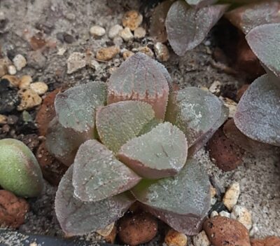 Haworthia pygmaea crystallina