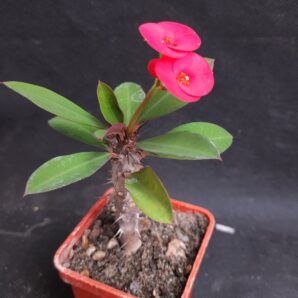 Euphorbia milii red form | 45