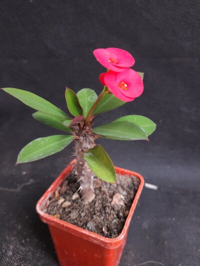 Euphorbia milii red form