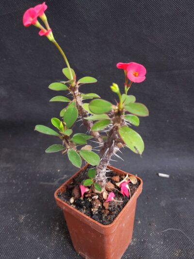 Euphorbia milii red form