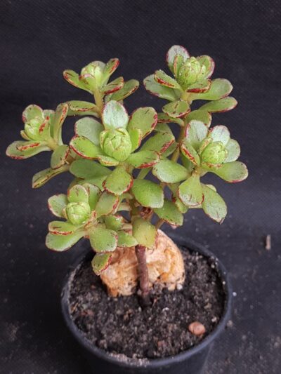 Aeonium sedifolium