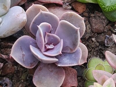 Echeveria Perle von Nurnberg