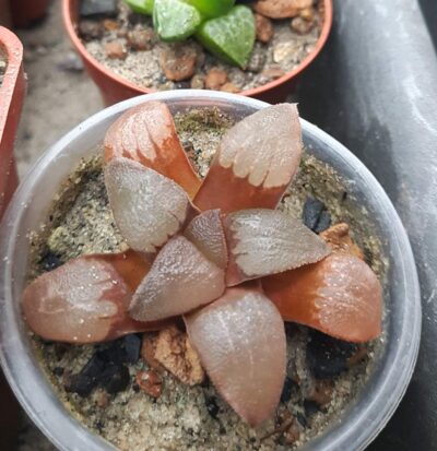 Haworthia springbokvlakensis x bayeri