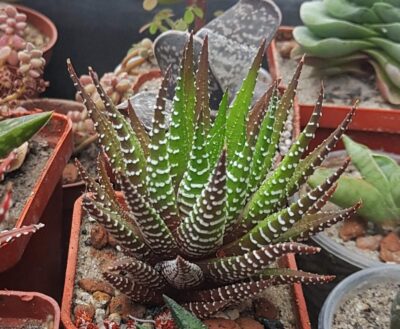 Haworthia Attenuata