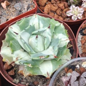 Agave isthmensis ‘Ohi Raijin Shiro Nakafu’ – Variegated Dwarf