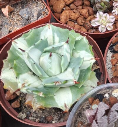 Agave isthmensis ‘Ohi Raijin Shiro Nakafu’ – Variegated Dwarf