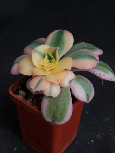 Aeonium Sunburst