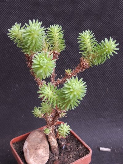 Sedum multiceps