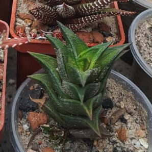 Haworthia viscosa