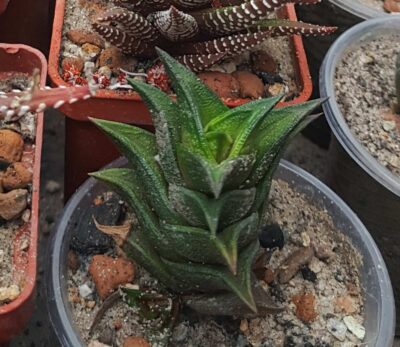 Haworthia viscosa