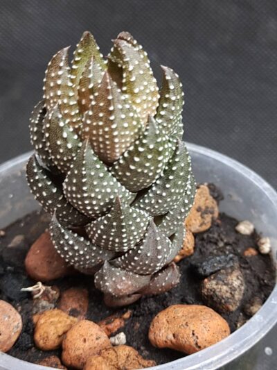 Haworthia reinwardtii var. chalwinii