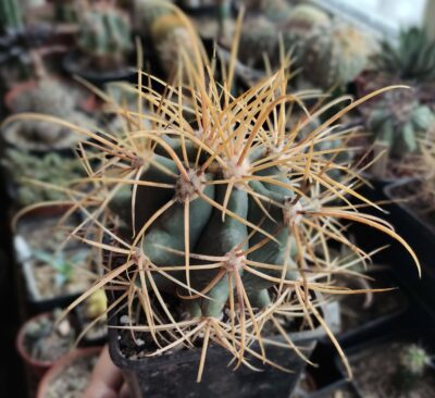 FEROCACTUS ACANTHODES (16 см)