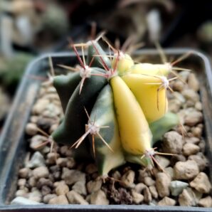 Ferocactus variegata | 39