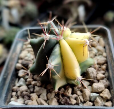 Ferocactus variegata