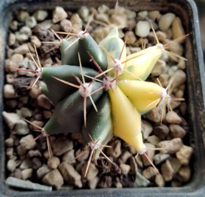 Ferocactus variegata - Зображення 2