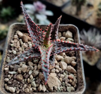 Aloe Viper - Зображення 2