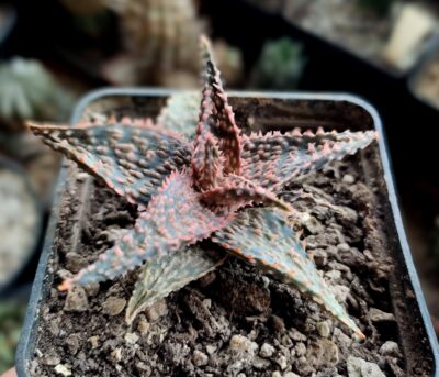 Aloe