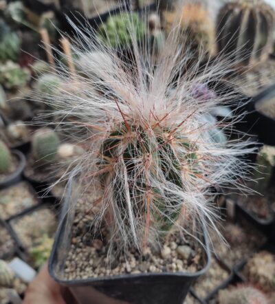 Оreocereus celsianus