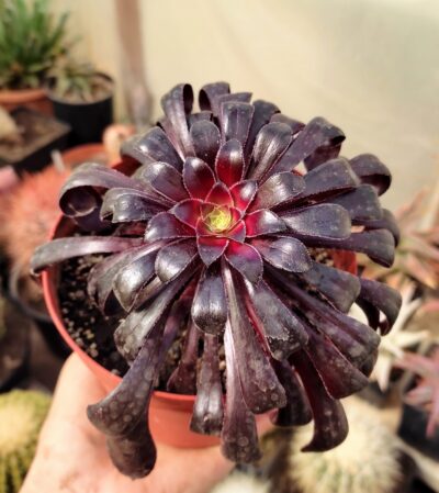 Aeonium schwarzkopf - Зображення 2