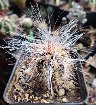 Оreocereus celsianus