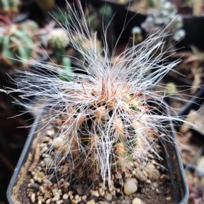Оreocereus celsianus | 67