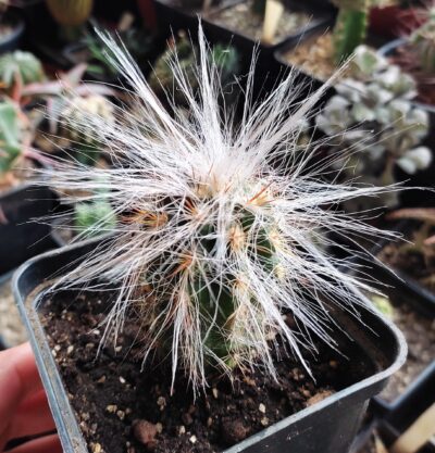 Оreocereus celsianus - Зображення 2