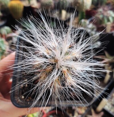 Оreocereus celsianus