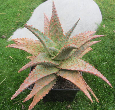 Aloe Viper - Зображення 3