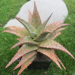 Aloe Viper | 8