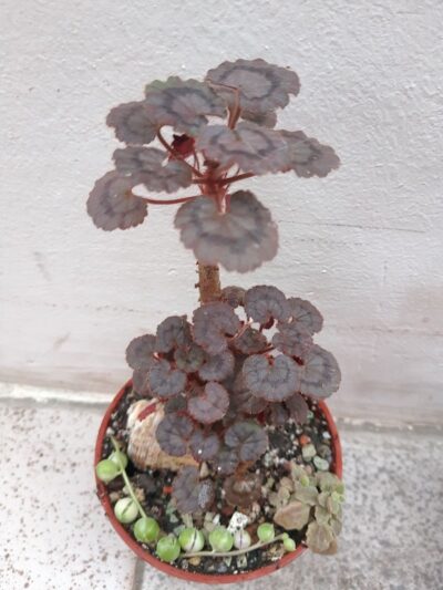 Pelargonium Dresden pink