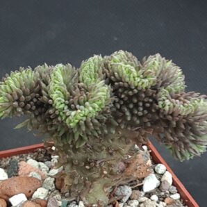 Sedum reflexum cristata blue form | 96