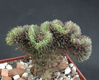 Sedum reflexum cristata blue form