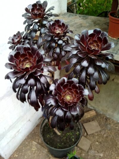 Aeonium schwarzkopf