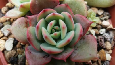 Echeveria "Patricia" - Зображення 3