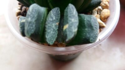 Haworthia "Truncata" var.