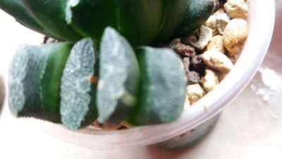 Haworthia "Truncata" var. - Зображення 2