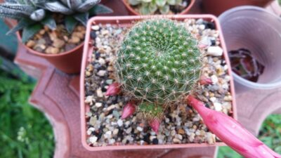 REBUTIA "VIOLACIFLORA" - Зображення 3