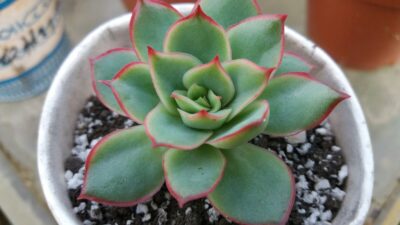 Echeveria "Esther"