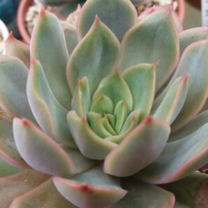 ECHEVERIA "VERONA"