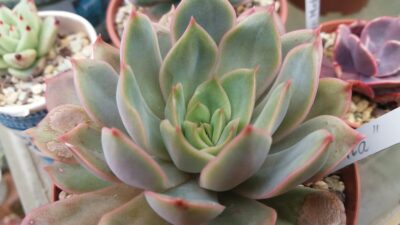 ECHEVERIA "VERONA"