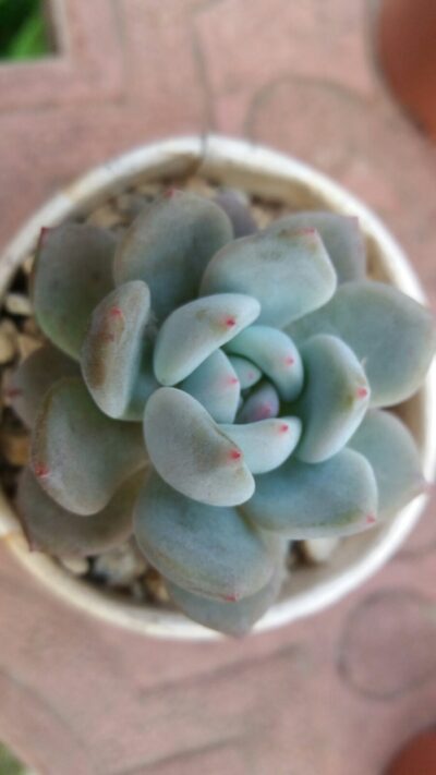 ECHEVERIA "MONROE ORANGE" - Зображення 2