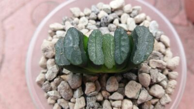Haworthia "Truncata" Japan - Зображення 3