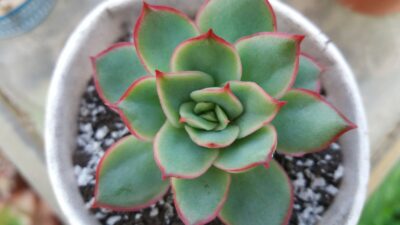 Echeveria "Esther" - Зображення 2