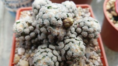 MAMMILLARIA "THERESAE"