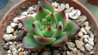 Echeveria agavoides "Moon Stone"