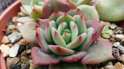 Echeveria "Patricia"