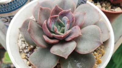 Echeveria "Vane"